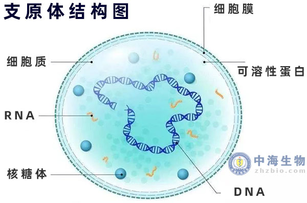 支原体结果图示